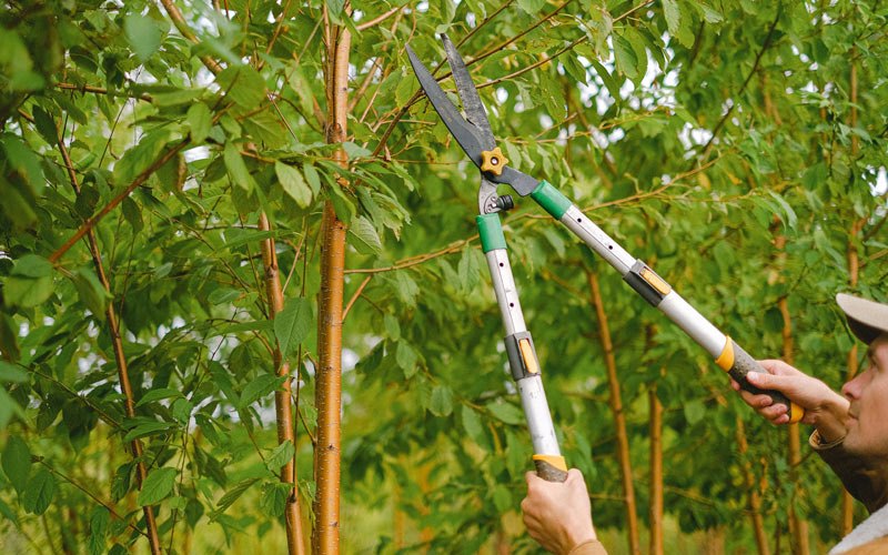 Tree trimming in Utica, NY